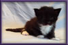 Black and White Female Maine Coon